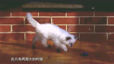 小猫一家的幸福生活,路边的糖果机!_腾讯视频