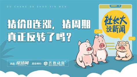郑州1500斤大猪成“猪王” 可以当牛骑_海口网