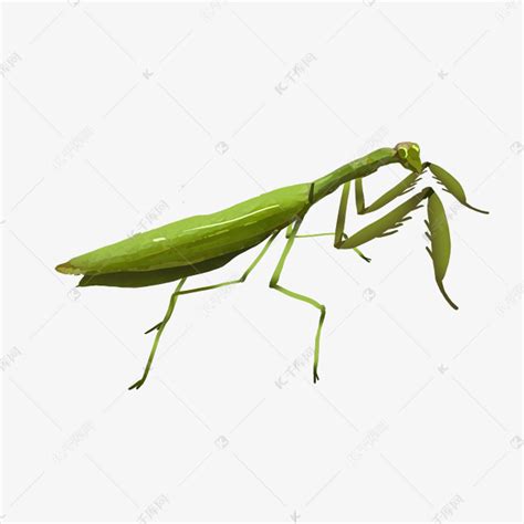 绿色螳螂素材图片免费下载-千库网