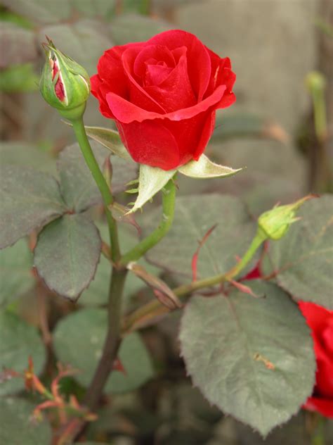 玫瑰花的养殖方法和注意事项指南-中国国际花卉园艺展览会