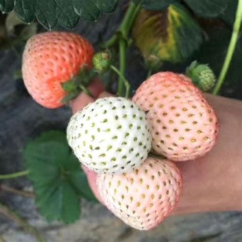 草莓和桃桃叶子小吃甜点白色营养种子水果果汁红色美食高清图片下载-正版图片321526927-摄图网