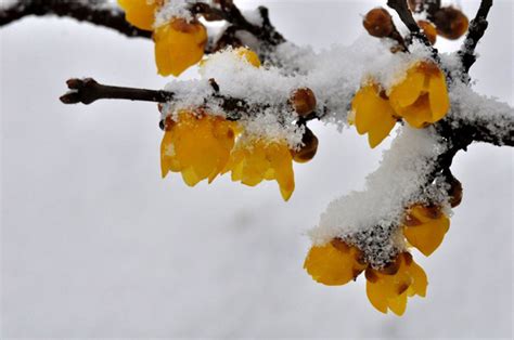 图片：雪中腊梅-北京搜狐焦点