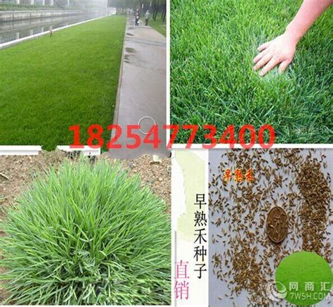 呼伦贝尔:高效种草，水培牧草能带来何种效益-郑州立迎农业科技有限公司