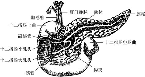 胰腺的位置图图片