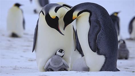 企鹅群里有特务第1集 - BBC - 腾讯视频