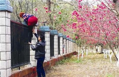 游客为看桃花翻围墙进监狱小区(图)|监狱|桃花_新浪新闻