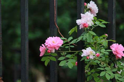 蔷薇花是怎么开放的 —【发财农业网】