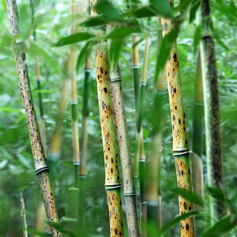 不过，斑竹笋虽然很好，可不是一般的地方都能找到的哦，因为这种竹子比较冷门，很多地方都没有。即便有，也被当成杂竹砍伐了。