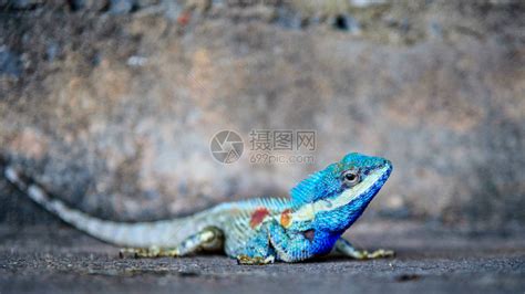 自然龙擦洗印度Wayanad丛林野生监测蜥蜴高清图片下载-正版图片307632868-摄图网