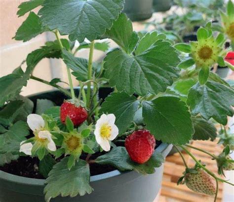 在家养草莓盆栽，先了解这些养护小知识，能让你的草莓又大又甜|草莓苗|草莓|盆栽_新浪新闻