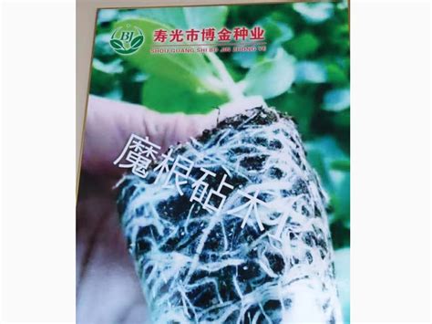[丝瓜种子批发]丝瓜种子系列：价格6元/袋 - 惠农网