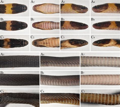 生命科学学院科研人员发现蛇类新物种——南山脊蛇-湖南师范大学网站