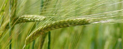 众信麦998小麦种品种介绍-农百科