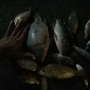 广东清远钓鱼人，水库大坝下钓起许多“老鼠鱼”来，这是什么鱼？__财经头条