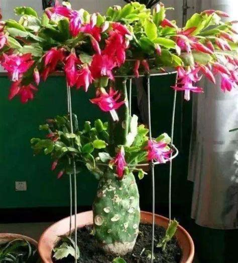 蟹爪兰图片