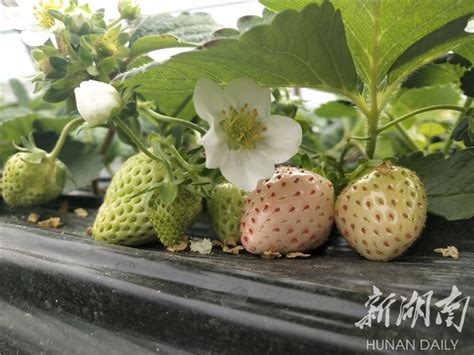 草莓娃娃草莓公主图片