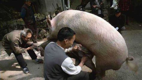 母猪是如何配种的？实拍全过程，网友：太尴尬！_腾讯视频
