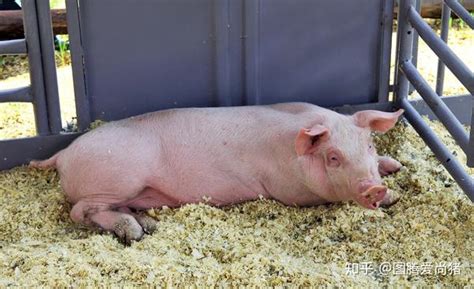 近期，猪流感高发，半大的肥猪以及中大育肥猪出现了两种情况 - 知乎