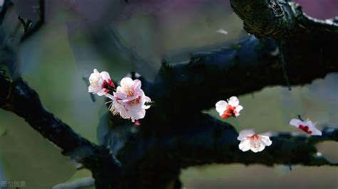 历代画梅花的名家浅谈 国画梅花的魅力_古代名家_古今名家_【易从网】