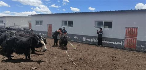 甘孜州牧民游客一起“耍坝子” - 西藏在线