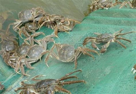 活螃蟹怎么养几天不死 —【发财农业网】