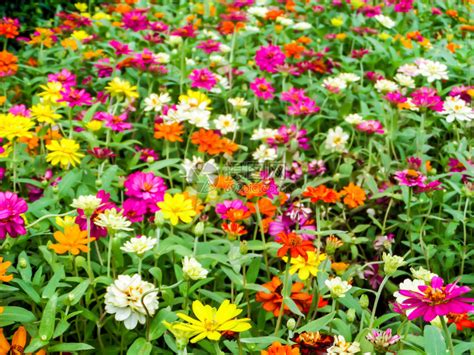 百日草花是您希望在花园中种植的最茂盛的花朵之一最容易生高清图片下载-正版图片507293770-摄图网