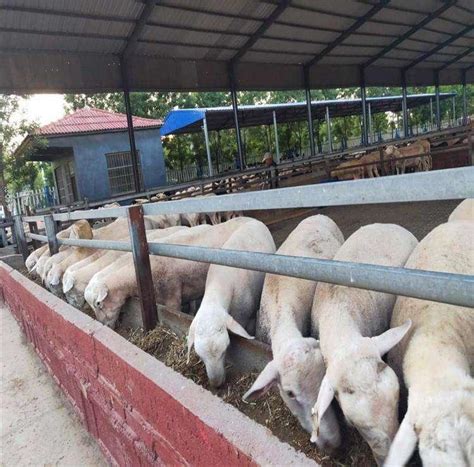 杜泊羊养殖视频大全黑山羊种羊价格养殖场 济宁-食品商务网