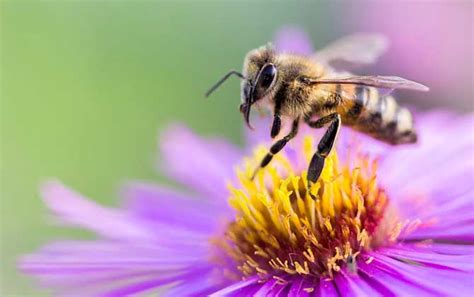 蜂类的品种及图片大全 - 蜜蜂知识 - 酷蜜蜂