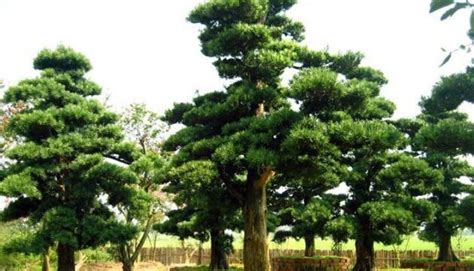 罗汉树造型树 庭院景观树 造型罗汉松桩别墅苗木 罗汉松盆景树桩-阿里巴巴