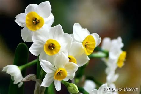 【水仙花——意味着什么】——揭秘这种花所代表的象征意义 - 拾味生活