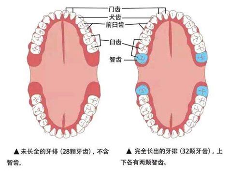 牙齿色彩解剖-曾祥青的博客-KQ88口腔博客