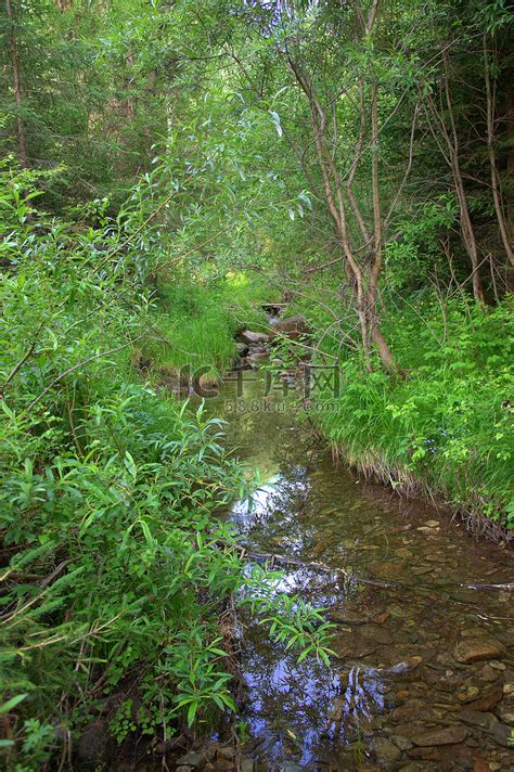 一条清澈透明的森林河流，静静地流过长满青草和灌木的岸边。高清摄影大图-千库网
