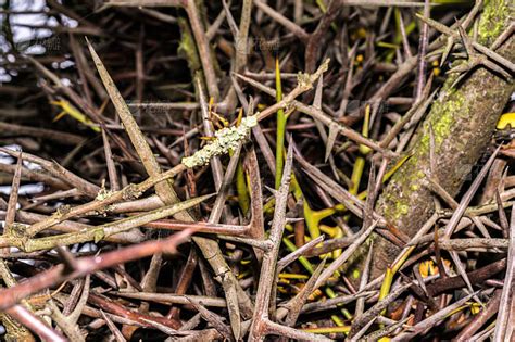 荆棘是什么植物 -长景园林网