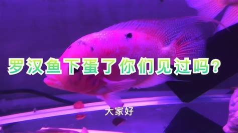 红马罗汉鱼怎么养：红马罗汉鱼成长饲养过程