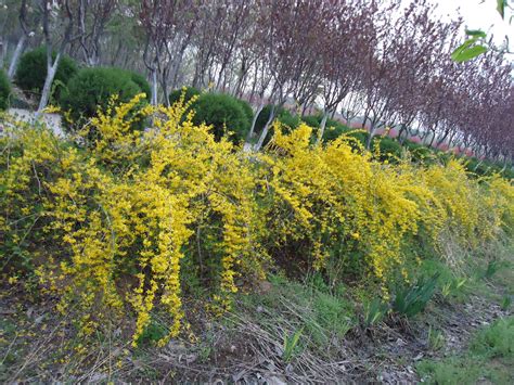 4K航拍东北人参种植基地7_3840X2160_高清视频素材下载(编号:4850652)_实拍视频_光厂(VJ师网) www.vjshi.com