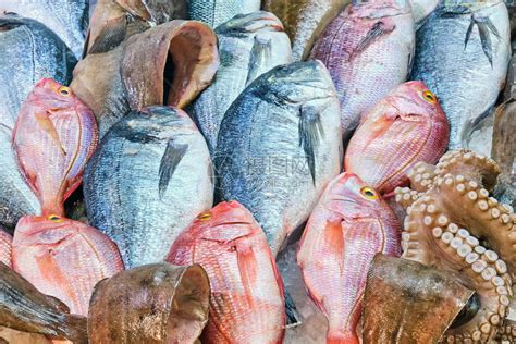 在市场上出售的新鲜鱼和章鱼高清图片下载-正版图片506341799-摄图网