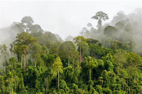 森林的开发与保护——以亚马孙热带雨林为例/人教/2019@爱弄PPT的老范 - 至作课件云平台