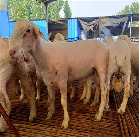 今日澳洲白绵羊价格-澳洲白绵羊羊苗价格-质优价廉 山东菏泽 澳洲白绵羊-食品商务网