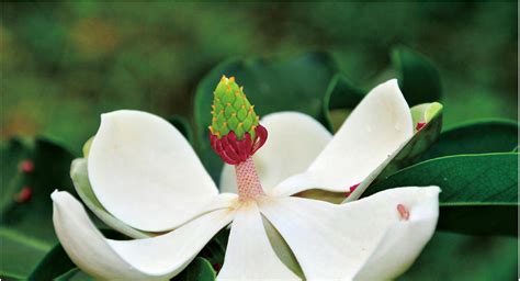 海南木莲-中国最美野花-图片