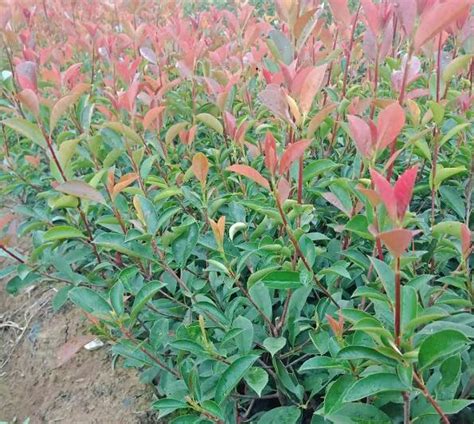 红叶石楠球种植时的注意事项 - 南京杨山苗圃场