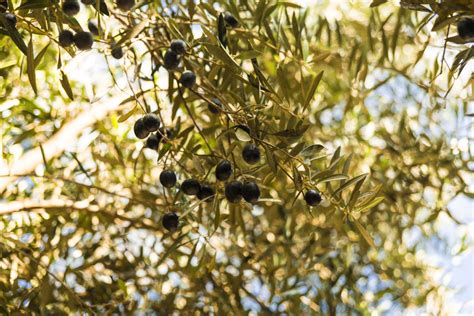 西班牙油橄榄良种，贺吉油橄榄树苗，重庆奉节油橄榄良种，万州油橄榄树苗