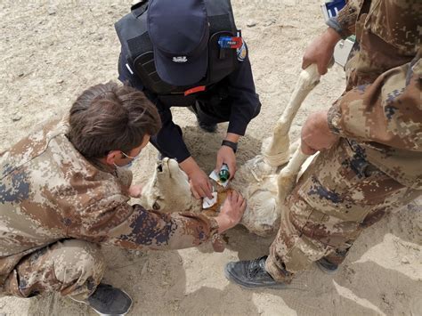 警民联手救助受困野生动物 - 公安 - 中国网•东海资讯