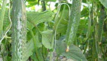 黄瓜从播种到结果历时多久，播种期是什么时候，种植方法有哪些 - 农敢网
