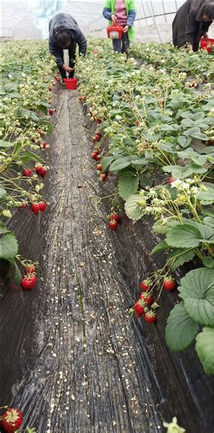 联系电话重庆普迪草莓采摘基地-重庆普迪农业发展有限公司