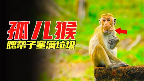 孤儿猴被族群嫌弃，只能捡垃圾吃，最后竟然成为“猴大胆”纪录片_腾讯视频