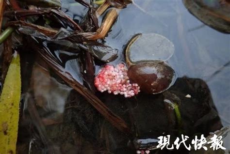 外来物种珍珠鳖被放生太湖，如何化解无序放生危害？-现代快报网