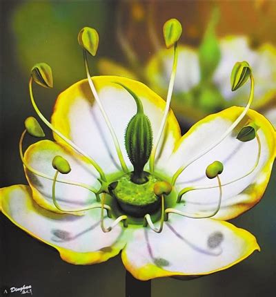 【中国新闻网】中外科学家发现侏罗纪早期“南京花” 为迄今最古老花朵----中国科学院