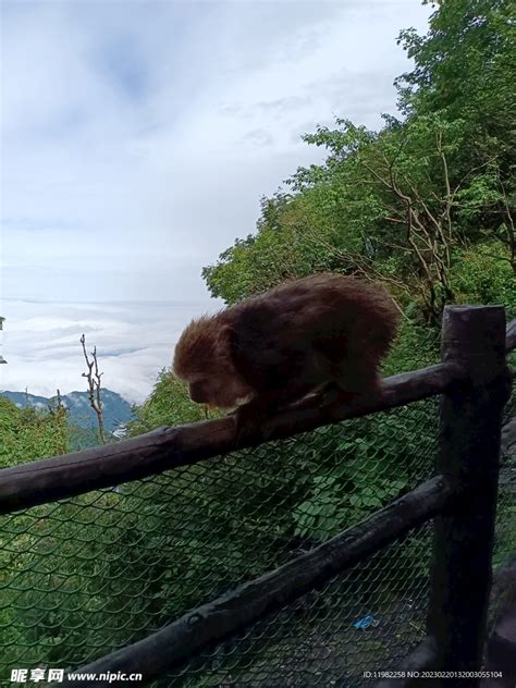 峨眉山的野生猴高清图片下载_红动中国