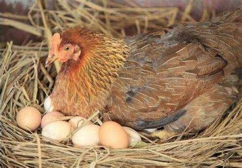 母鸡下了罕见鸡蛋，重达四两，煮熟后打开全家人笑了 - 360娱乐，你开心就好