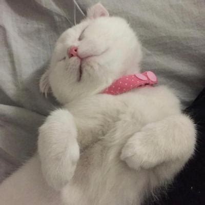 非主流猫情侣头像